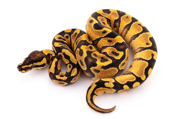 ball python snake reptile