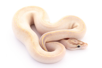 ball python snake reptile