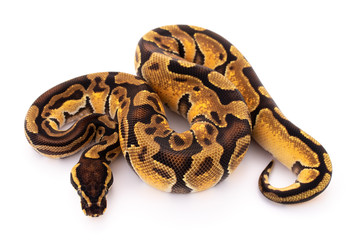 Naklejka premium ball python snake reptile