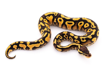 ball python snake reptile