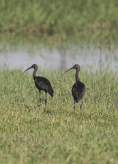 Pair of glossy ibis stood in reeds of river marshland