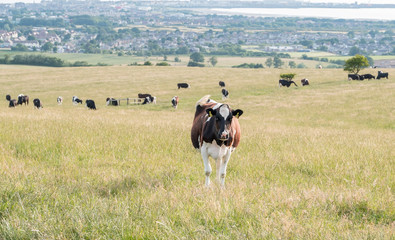 Ayrshire Cattle in Field above Troon Ayrshire Scotland