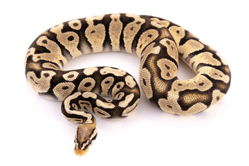 ball python snake reptile
