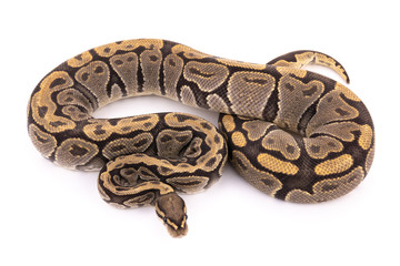 ball python snake reptile