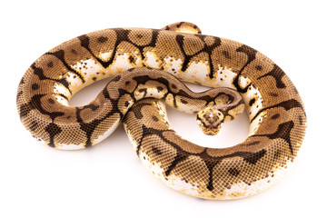 ball python snake reptile