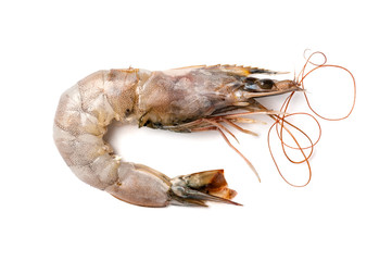 A large raw royal shrimp close-up on a white background..