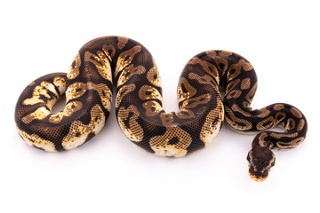 ball python snake reptile