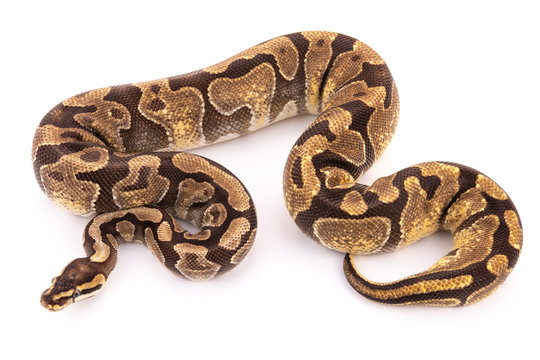 ball python snake reptile