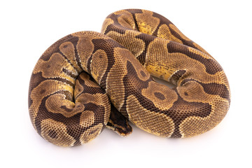 ball python snake reptile