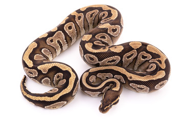 ball python snake reptile
