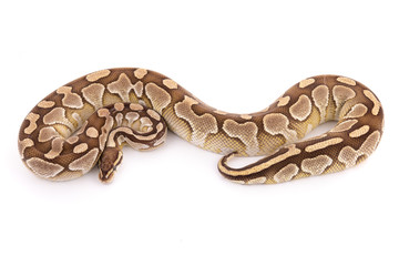 ball python snake reptile