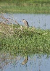 Night heron stood in bush by river marshland