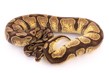 Fototapeta premium ball python snake reptile