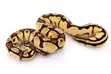 ball python snake reptile