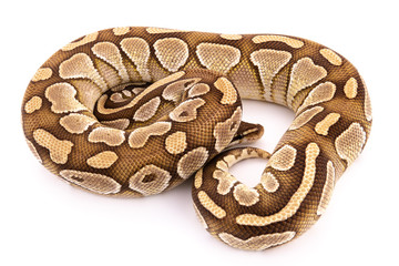Fototapeta premium ball python snake reptile