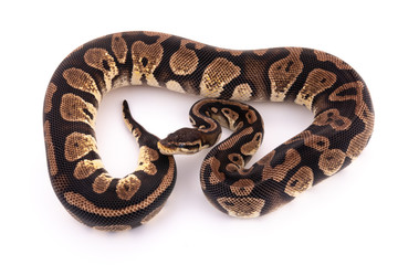 ball python snake reptile