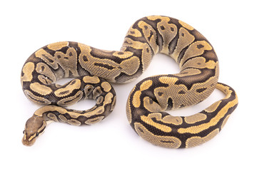 ball python snake reptile
