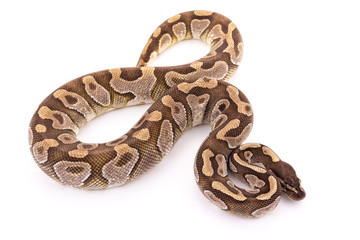 ball python snake reptile