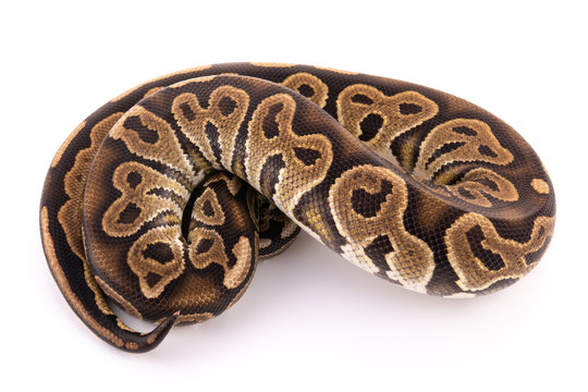 ball python snake reptile