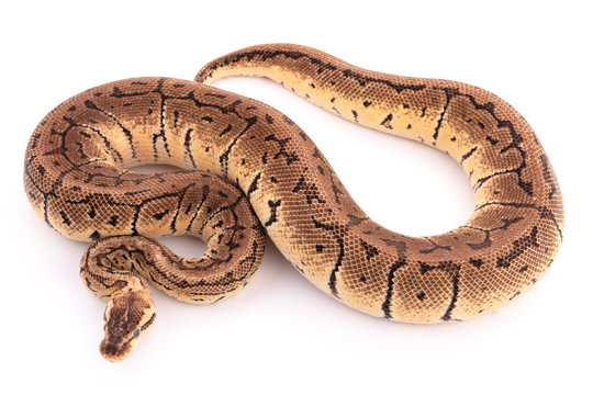 ball python snake reptile