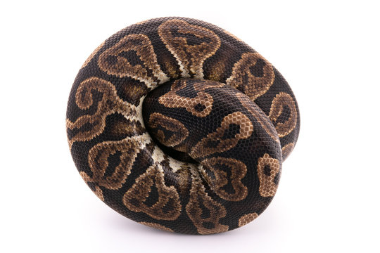 ball python snake reptile