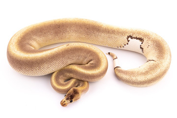 ball python snake reptile