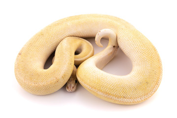 Obraz premium ball python snake reptile