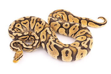 ball python snake reptile