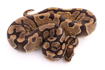 ball python snake reptile