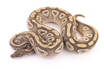 ball python snake reptile