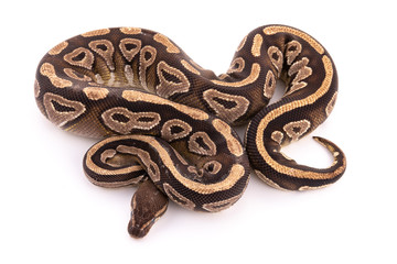 Fototapeta premium ball python snake reptile