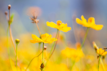 Fototapeta premium Beautiful yellow cosmos flowers in the field.