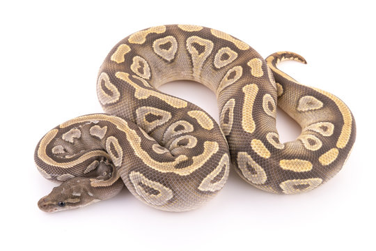 ball python snake reptile