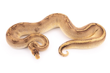 Obraz premium ball python snake reptile