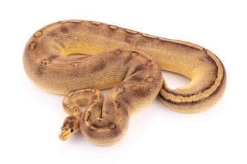 ball python snake reptile