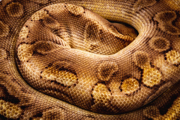 ball python snake reptile