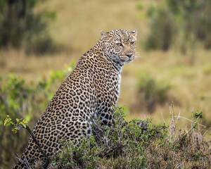 Young male leopard sitting amongst low vegetation, staring intently into distance. Bokeh background. 