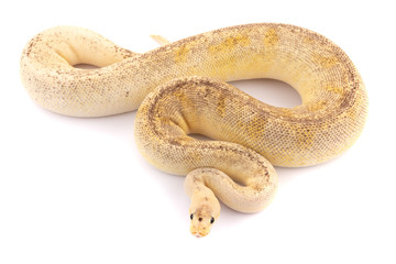 Obraz premium ball python snake reptile