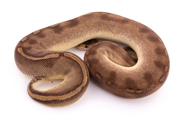 ball python snake reptile