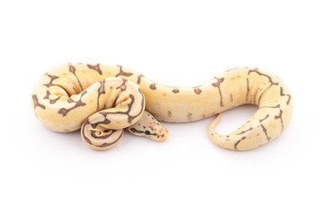 ball python snake reptile