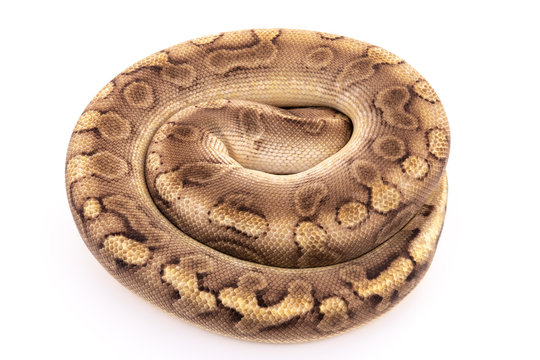 ball python snake reptile