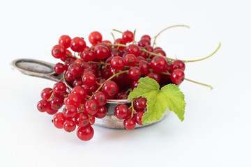 Johannisbeeren (rot)