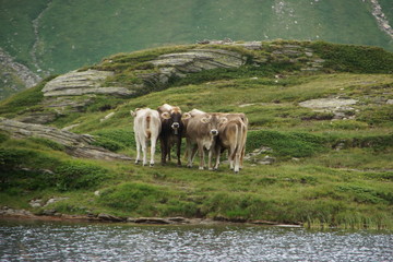 Kühe