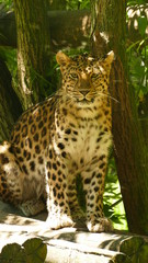 Guépard