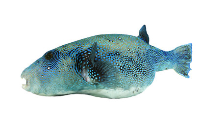 Pufferfish puffer fish isolated on white background 