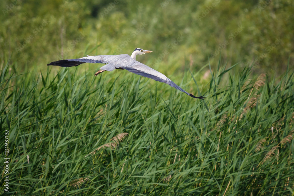 Wall mural  heron