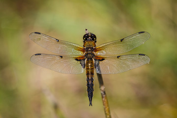 dragonfly
