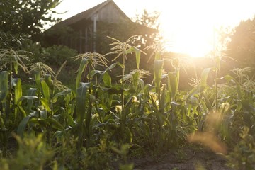 maize corn seedlings on sunshine light