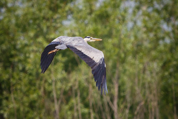 heron