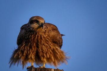 black Eagle
